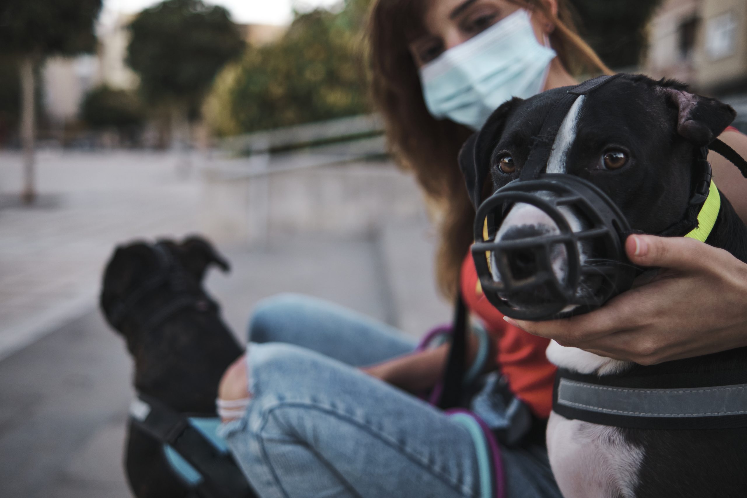 Why Does My Dog Bite Me And Not My Husband YoyiPet