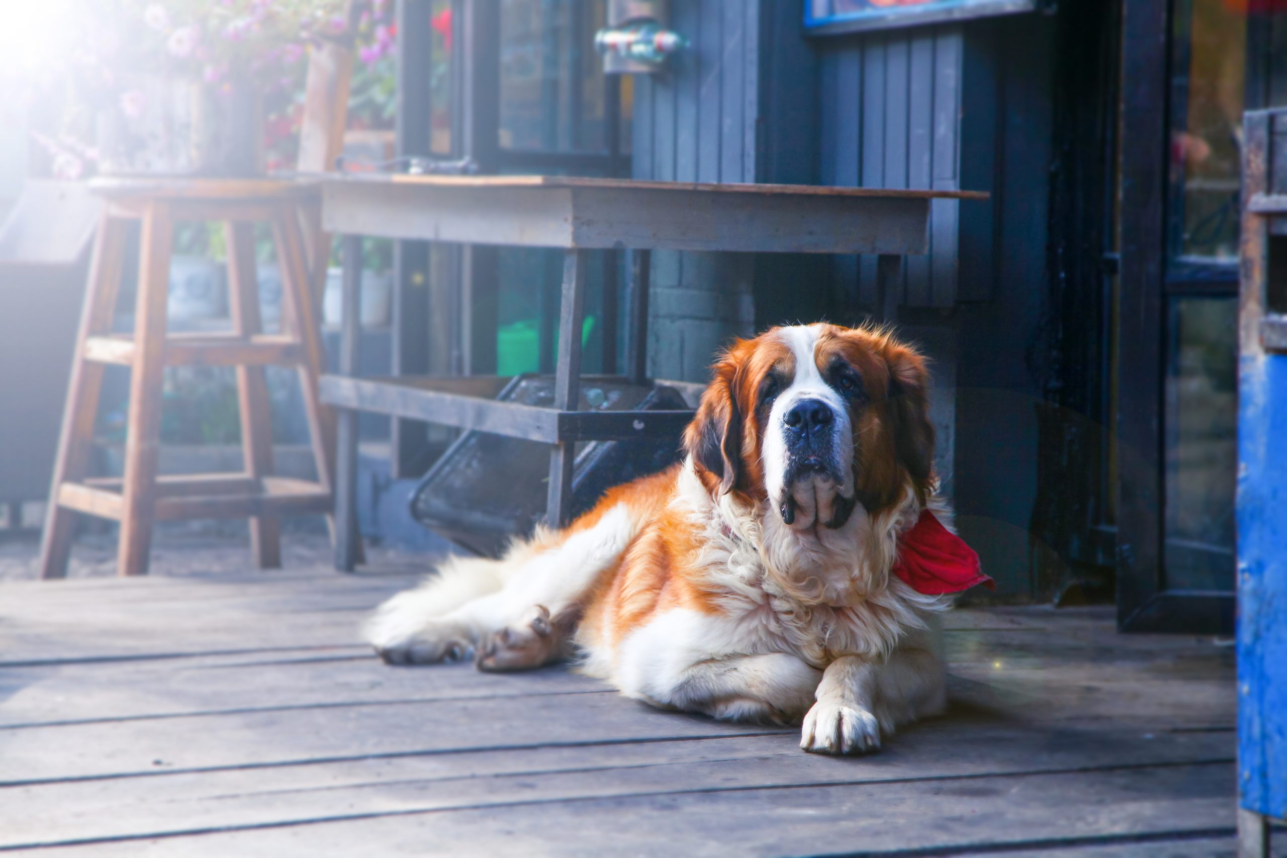 Why Does My Dog Scratch The Floor? YoyiPet