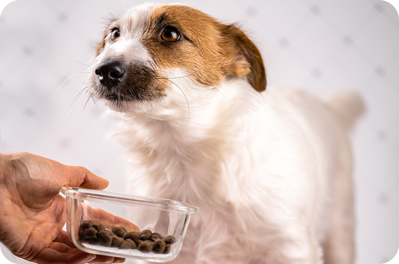 How To Crush Dog Kibble ？ YoyiPet