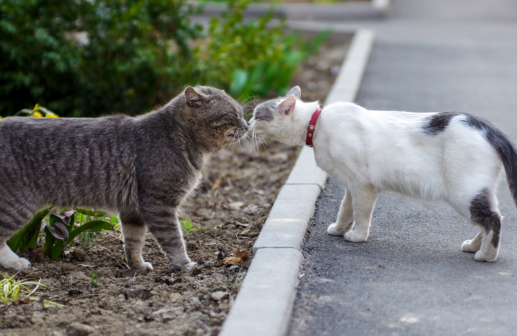 When Is Cat Mating Season? YoyiPet