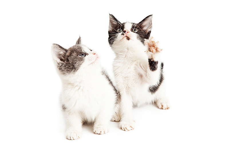 When Is Cat Mating Season? YoyiPet