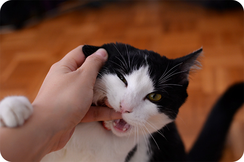 Why Does My Cat Bite My Feet? YoyiPet