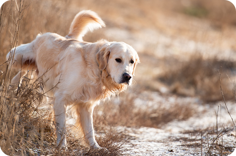 What Does Blood Mean In Dog Pee? YoyiPet