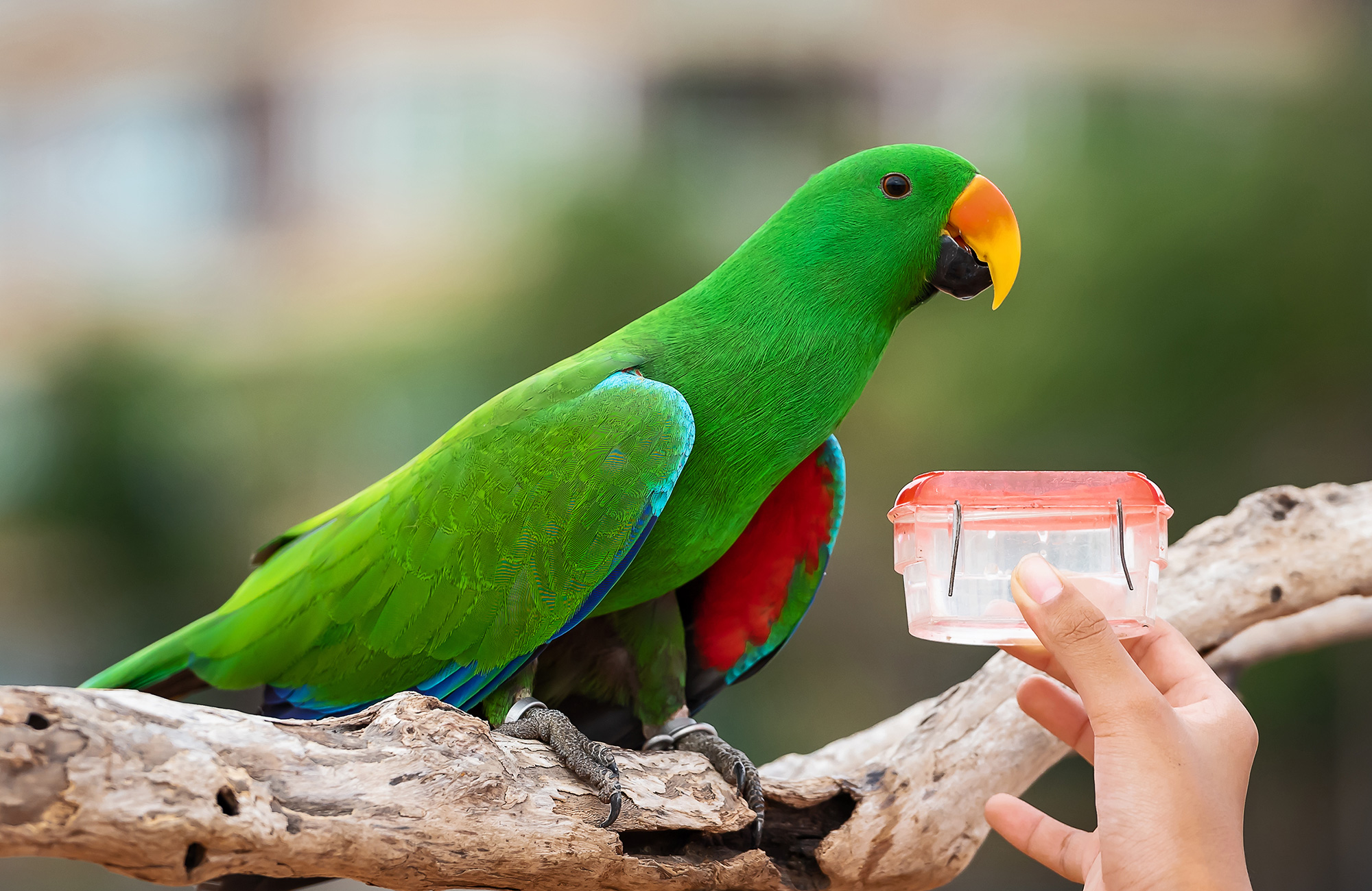 Why Is My Budgie Eating But Not Drinking Water? YoyiPet