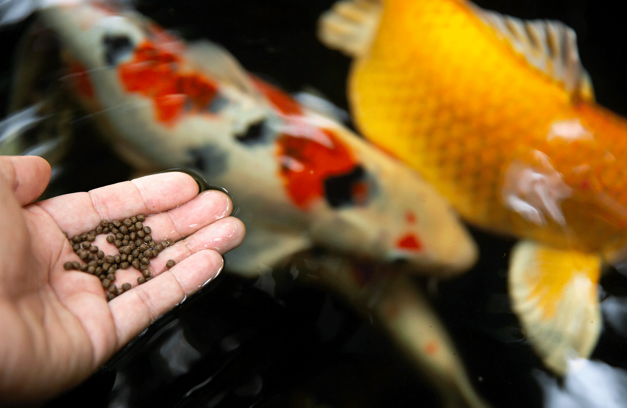 What Do Fish Eat? YoyiPet