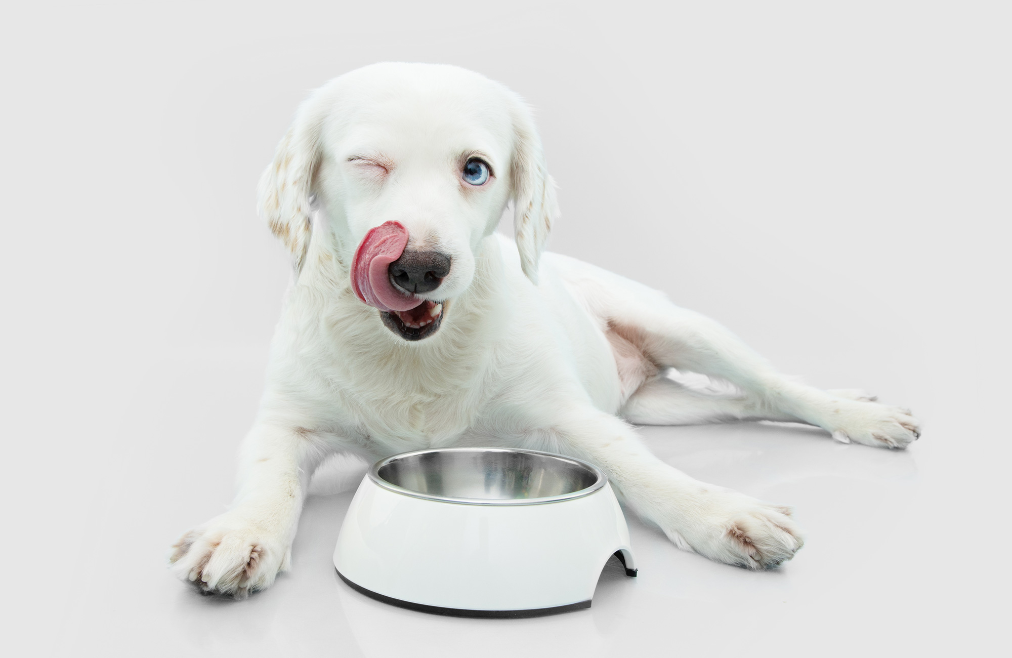 Alternatives To Orijen Dog Food YoyiPet