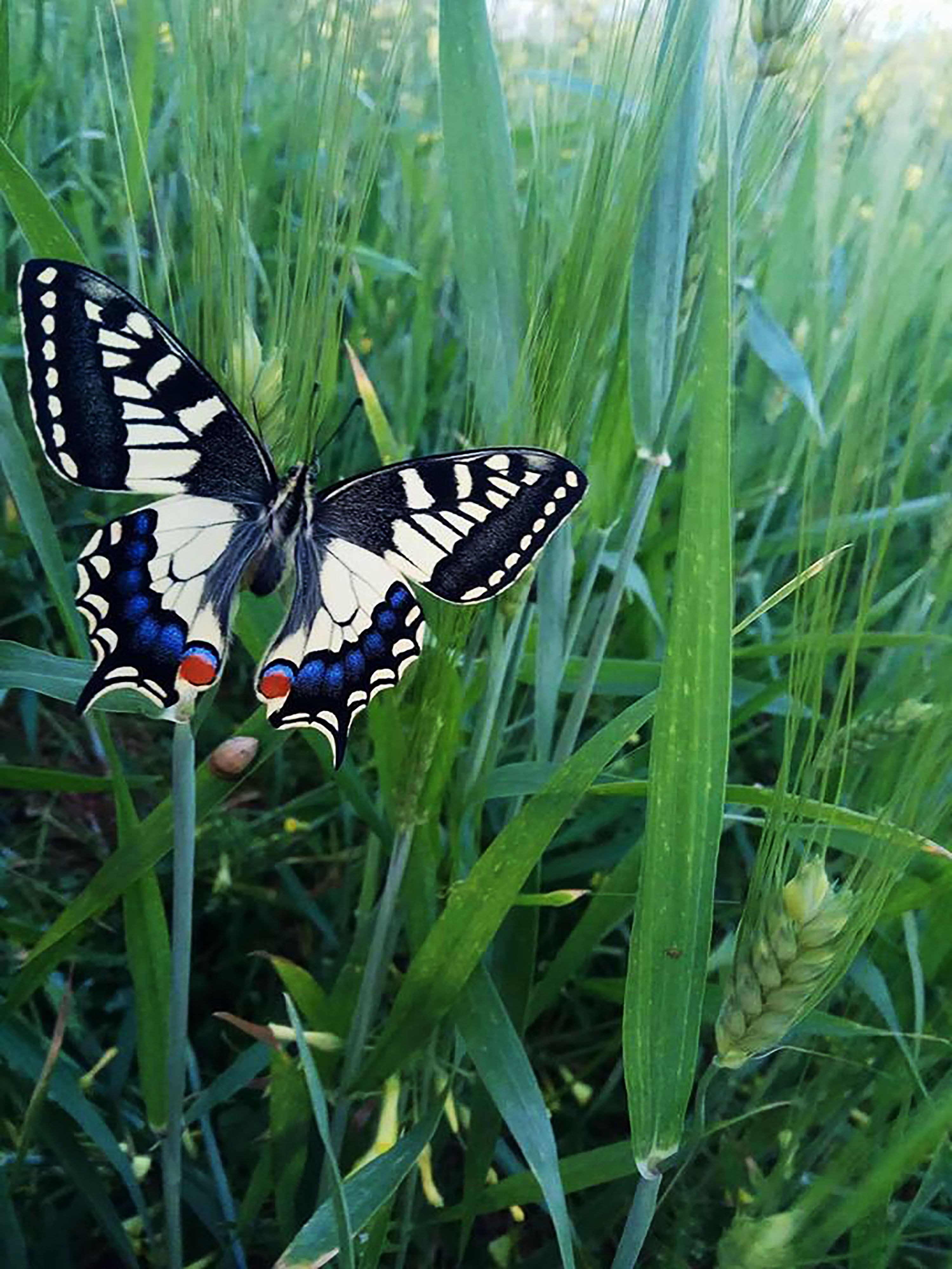 Better Fly! Young Reporters for the Environment