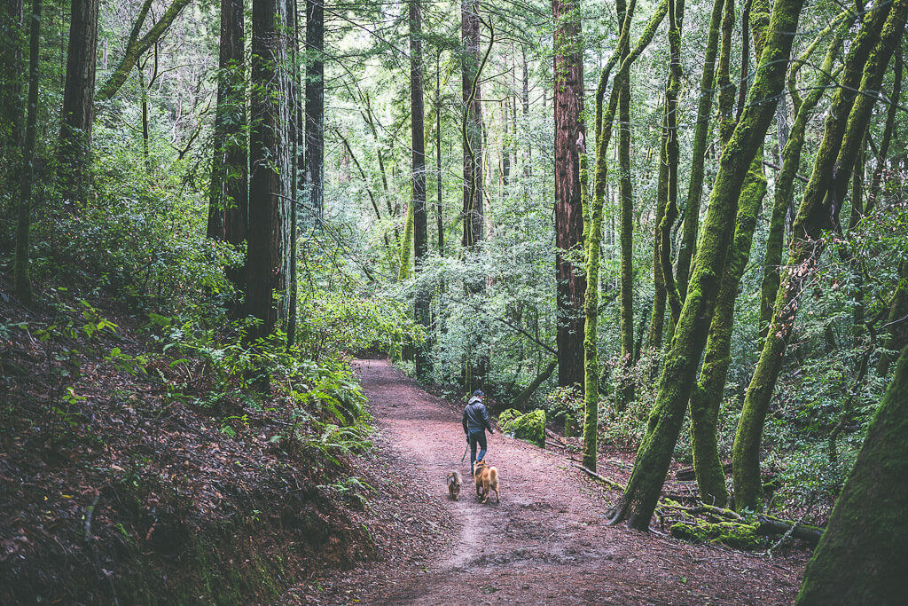 The best dog friendly Redwoods near San Francisco, California