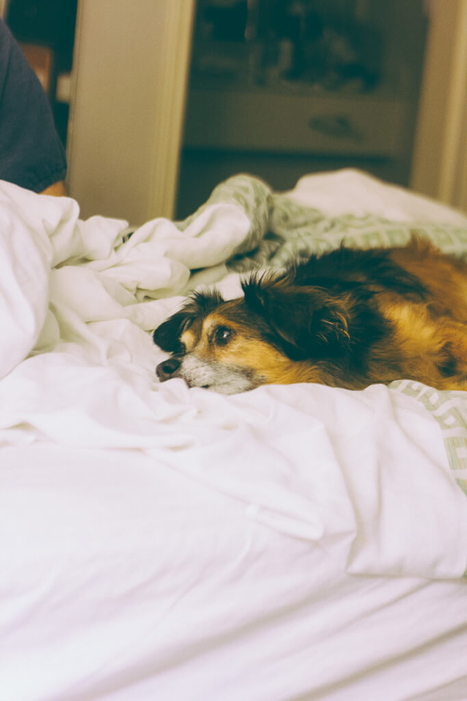 The ultimate dog friendly guide to Sacramento that you'll love!