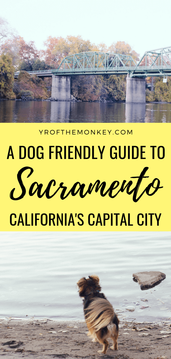 The ultimate dog friendly guide to Sacramento that you'll love!