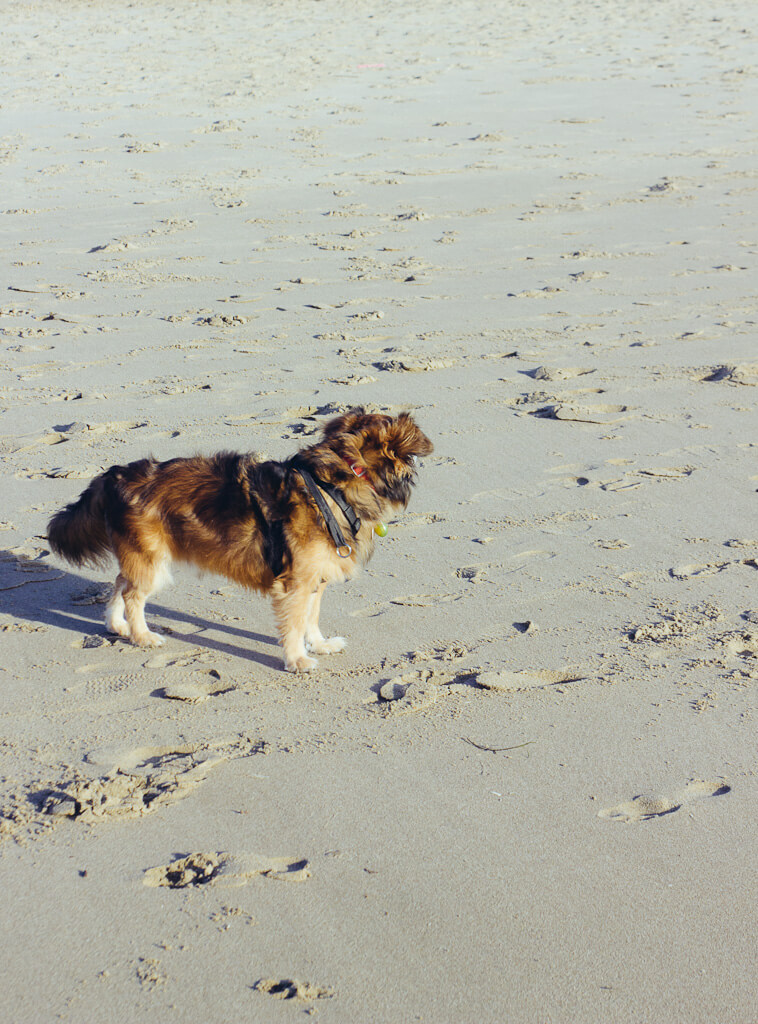 Visit Kehoe Beach The best dog friendly beach in Pt. Reyes