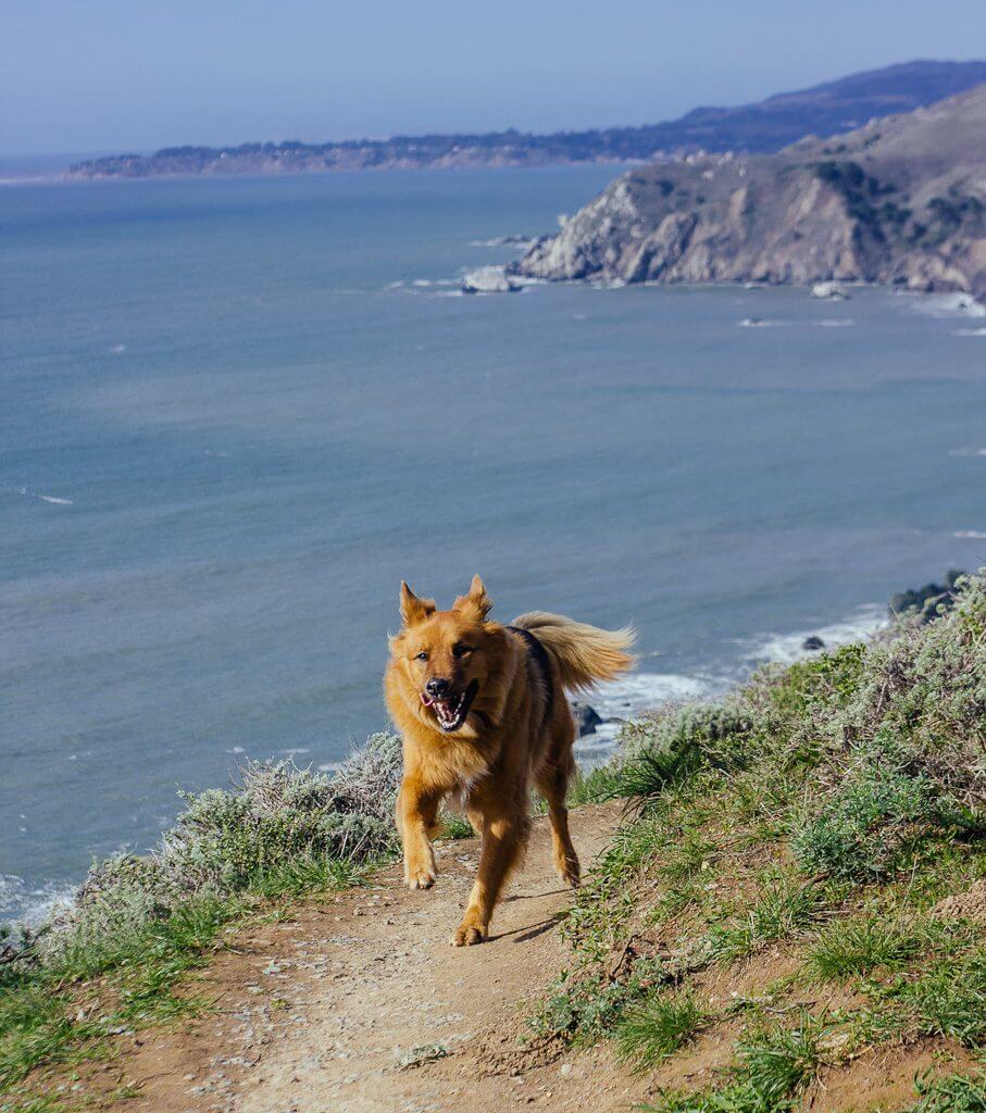 The best dog friendly hikes in Bay Area A Local's guide
