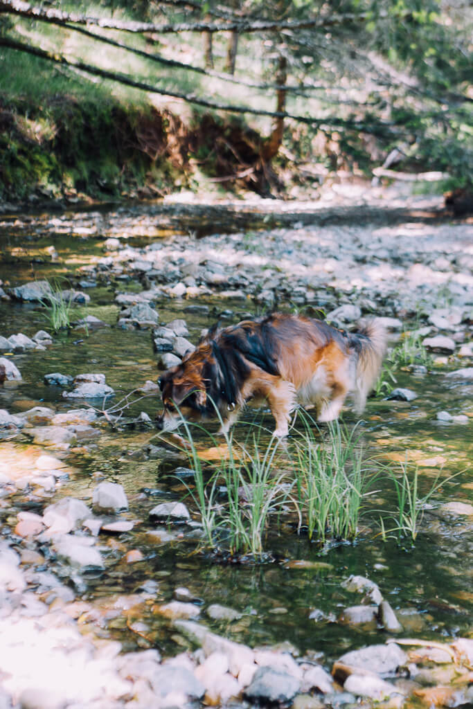 3 Dog friendly waterfall hikes in the Bay Area that you must explore