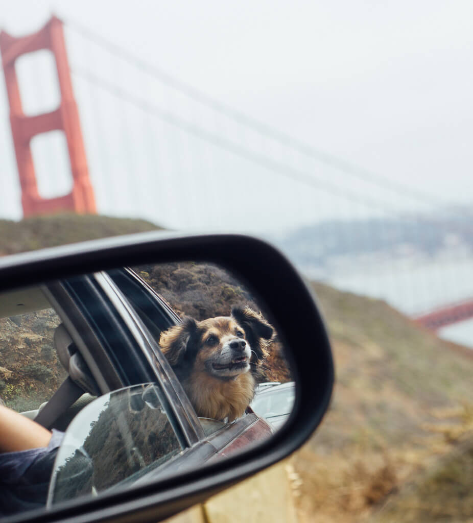 Dog friendly San Francisco the ultimate guide by a resident dog mom