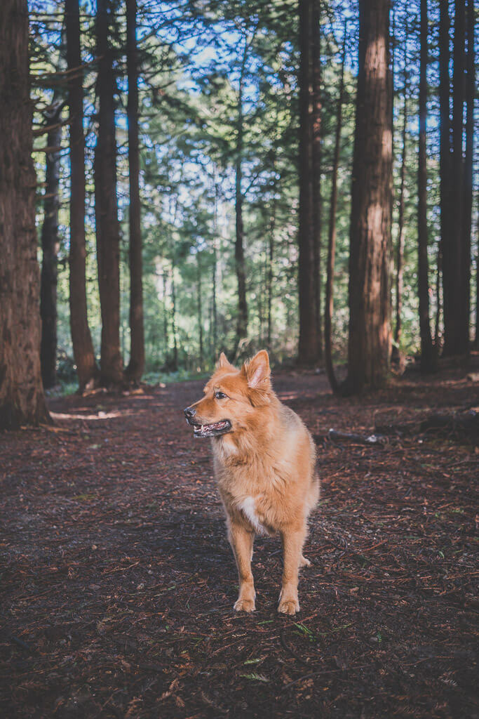 40+ Best dog friendly hikes in Bay Area A local dog mom's guide