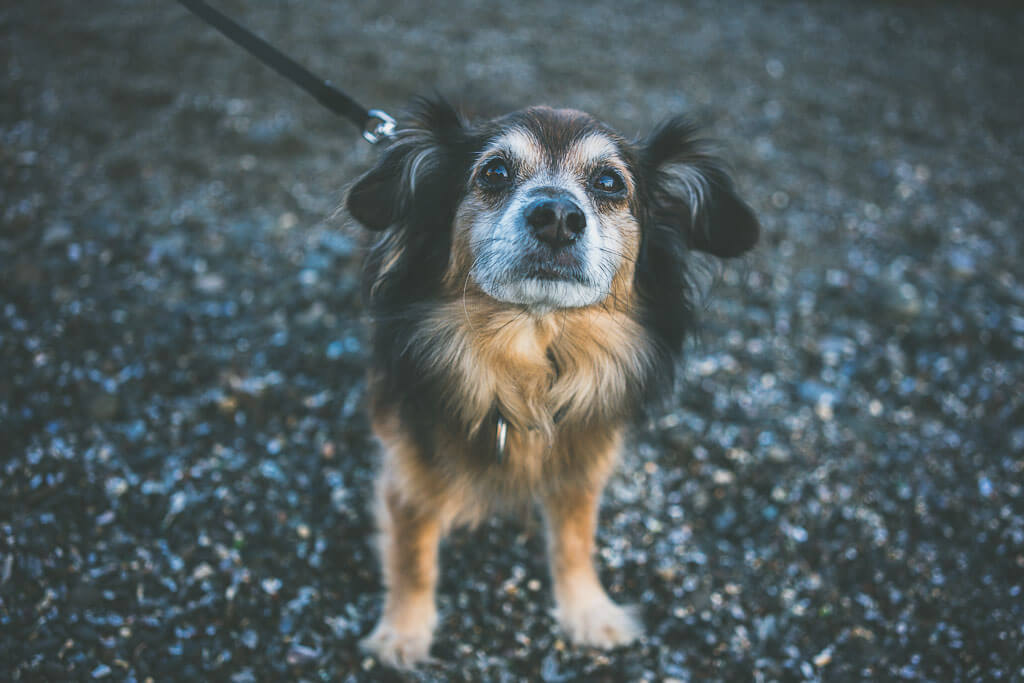 Dog friendly Mendocino Best things to do with your dog in Mendocino