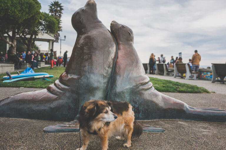 The perfect dog friendly Santa Cruz guide for your pup!