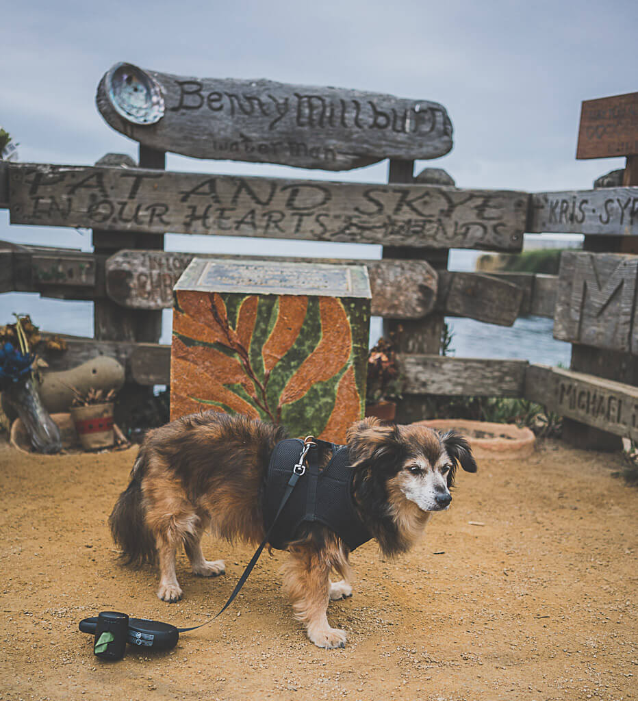 Dog friendly Santa Cruz The best things to do with your pup in Santa Cruz