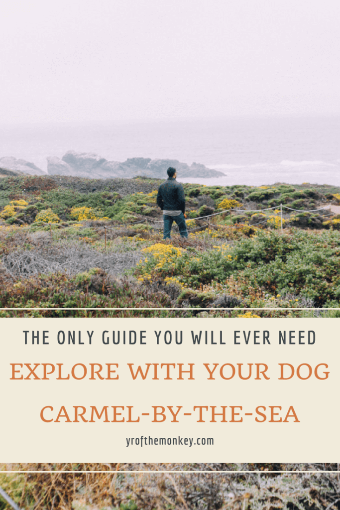 Dog Friendly Carmel How to enjoy Carmel with a dog
