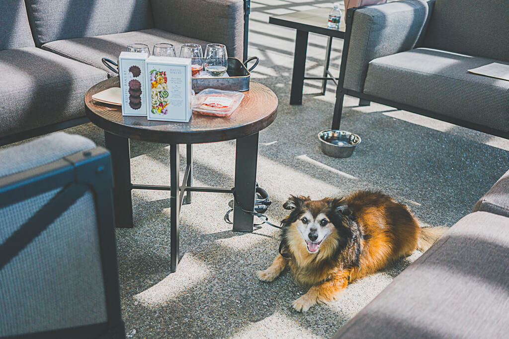 12 fantastic dog friendly wineries in Napa Valley for pet parents