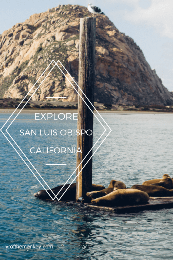 Dog friendly San Luis Obispo A guide to the best dog friendly activities