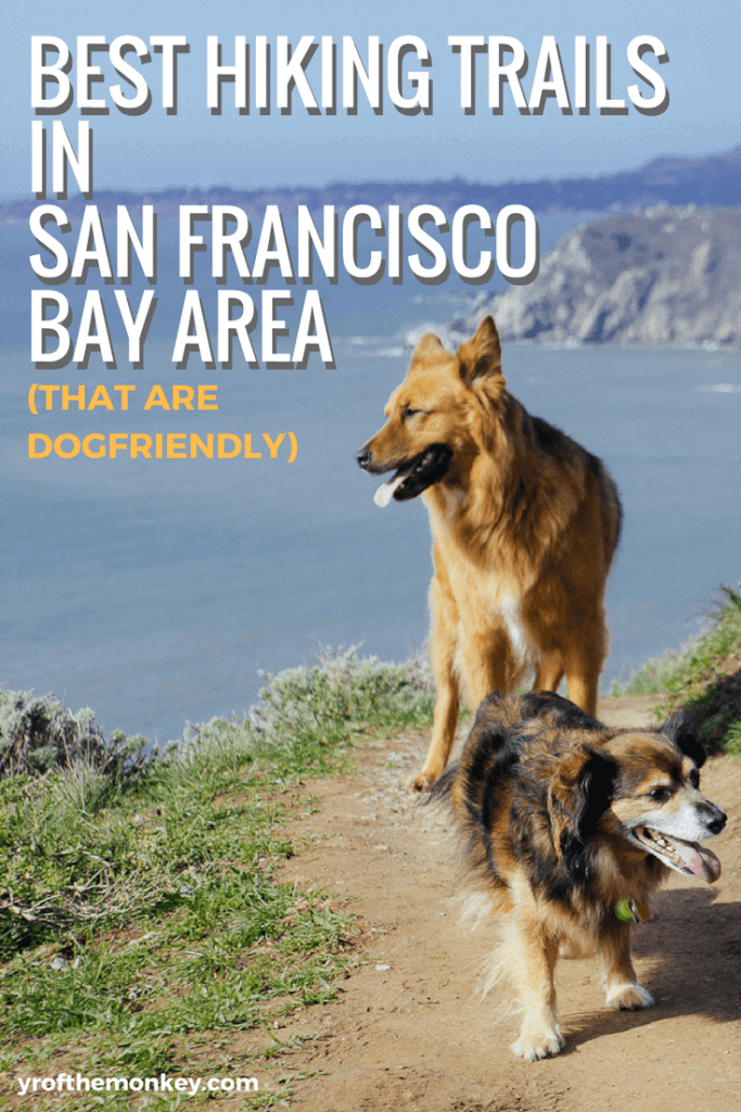 The best dog friendly hikes in Bay Area A Local's guide