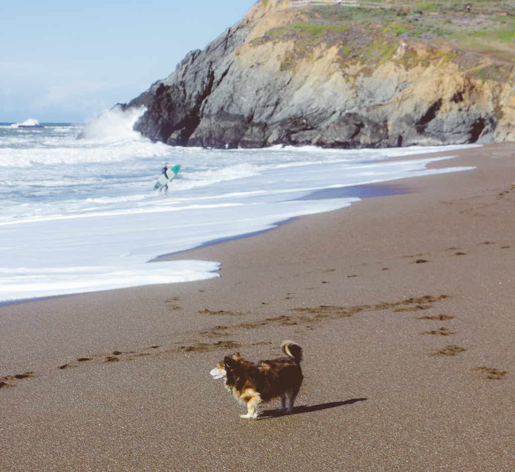 30+ Best dog friendly hikes in Bay Area A local's tried and tested guide