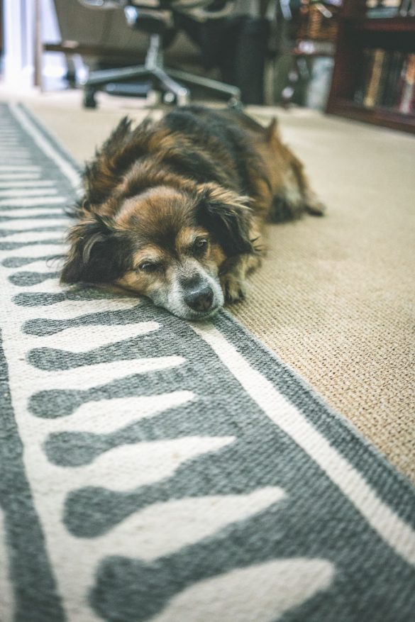 Dog friendly San Francisco the ultimate guide by a resident dog mom