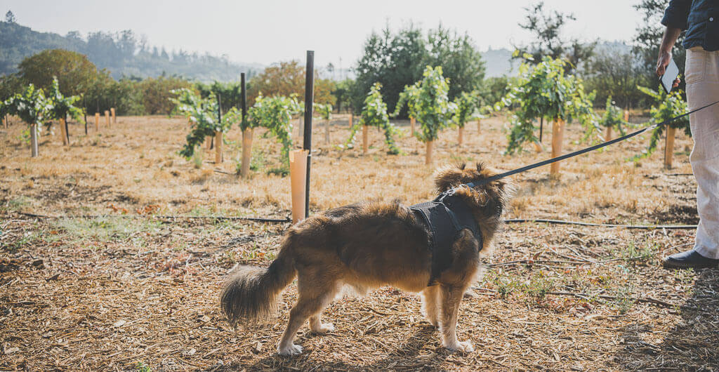 Bay Area day trips The best dog friendly weekend trips by a local