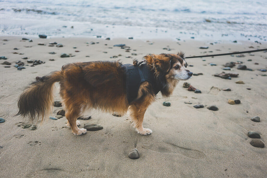 Top Dog Friendly Beaches in California A Dog Mom's Guide