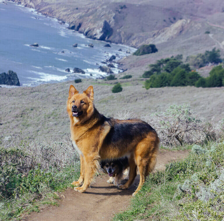 Dog friendly San Francisco the ultimate guide by a resident dog mom