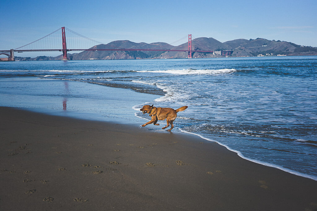 Dog Friendly Beaches in San Francisco A Local Dog Mom's Guide
