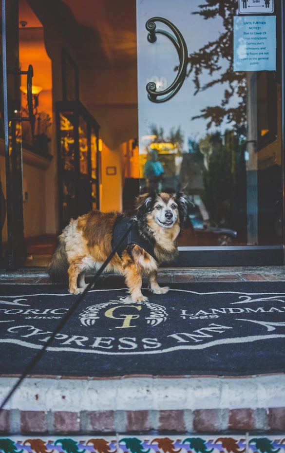 The 10 best dog friendly hotels in Carmel for all budgets