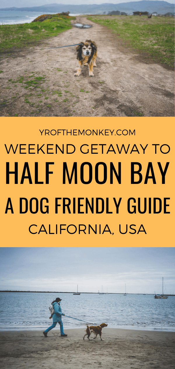 Dog friendly Half Moon Bay Guide How to enjoy a weekend with your dog