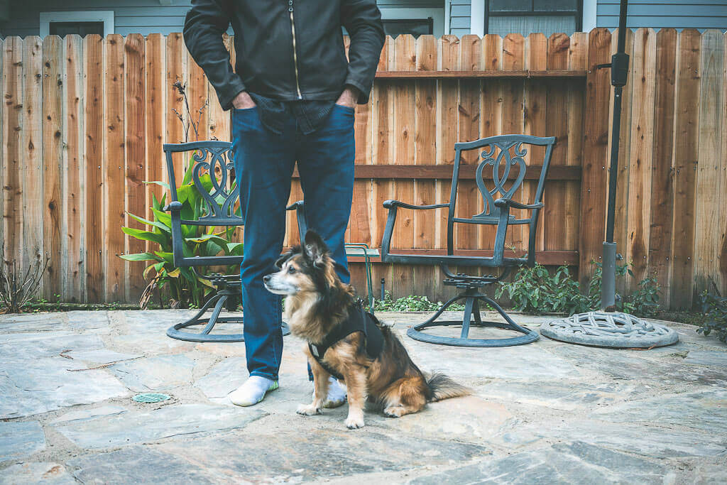 Dog friendly Airbnbs Why you should explore vacation rentals for your dog