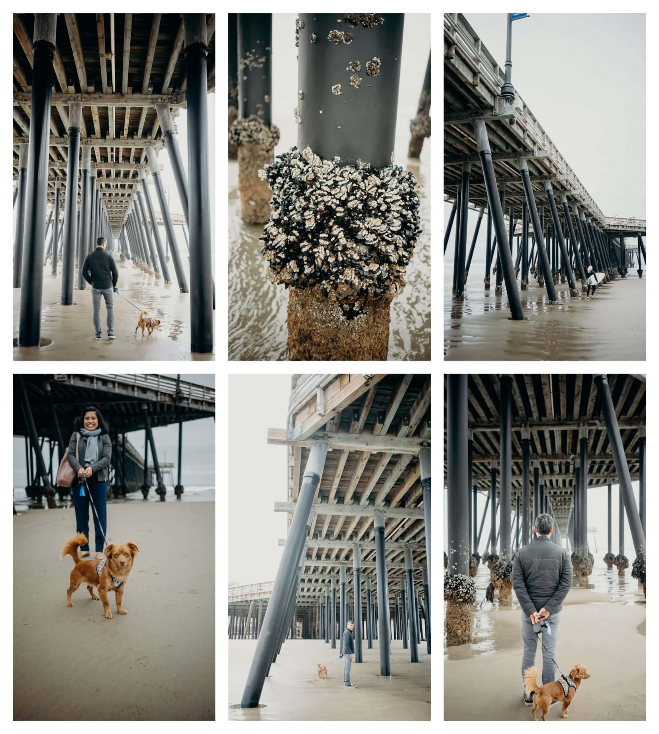 Dog friendly Pismo Beach 8 FUN things to do with your dog at Pismo