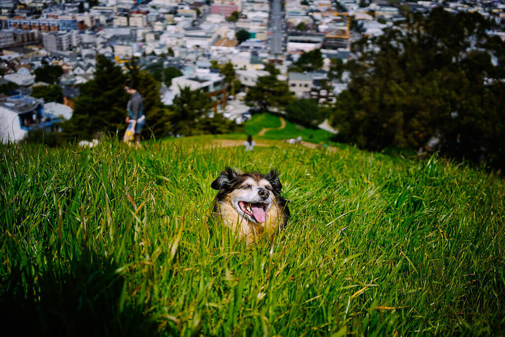 Dog friendly San Francisco the ultimate guide by a resident dog mom