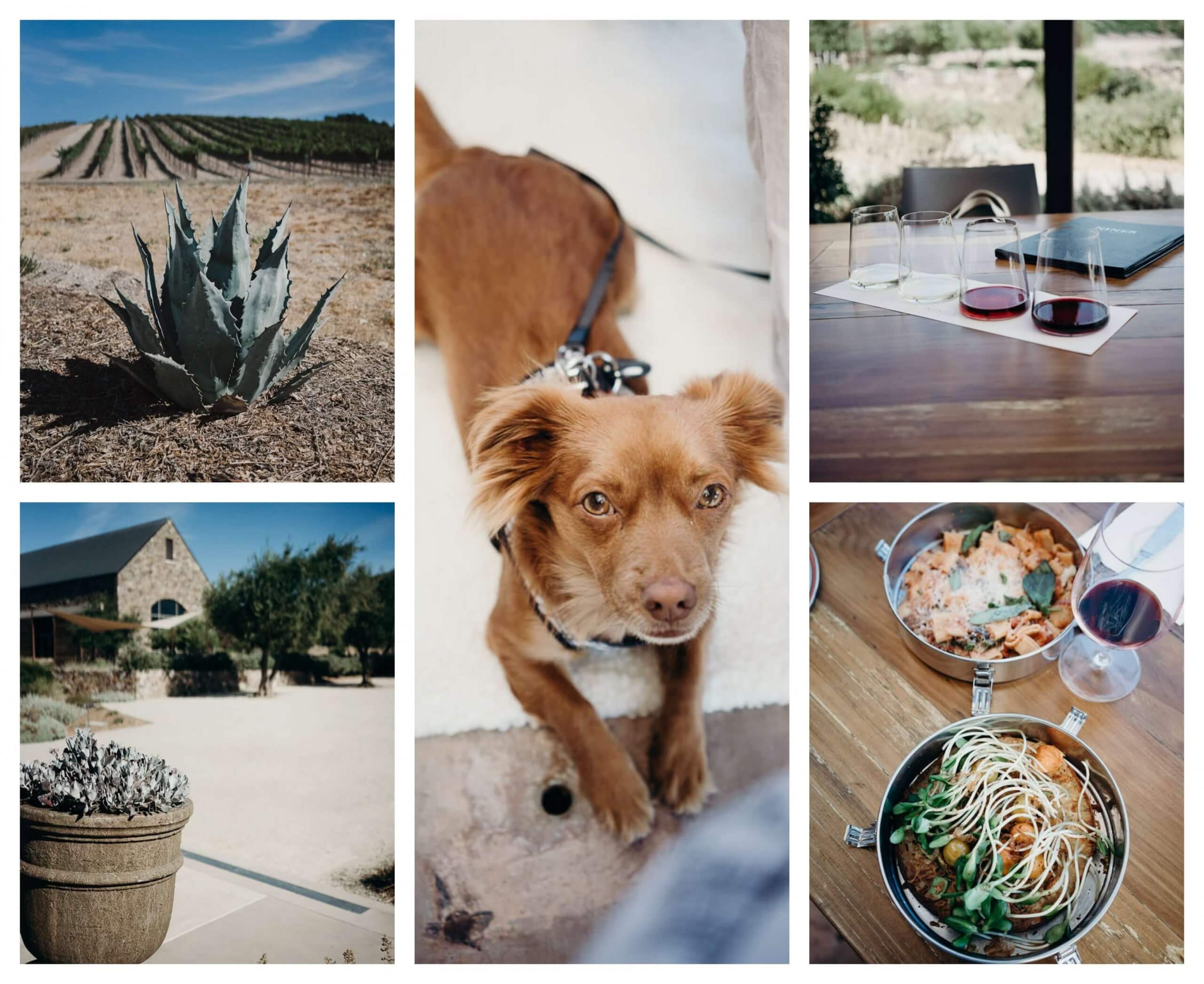 The best dog friendly wineries in Paso Robles, California