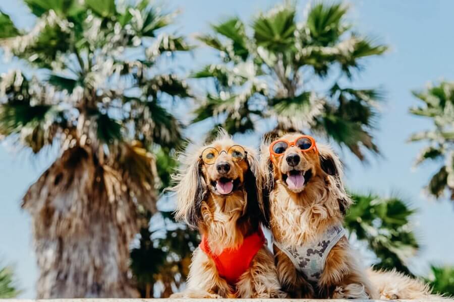 Dog Friendly San Diego A local's guide to the best dog friendly places