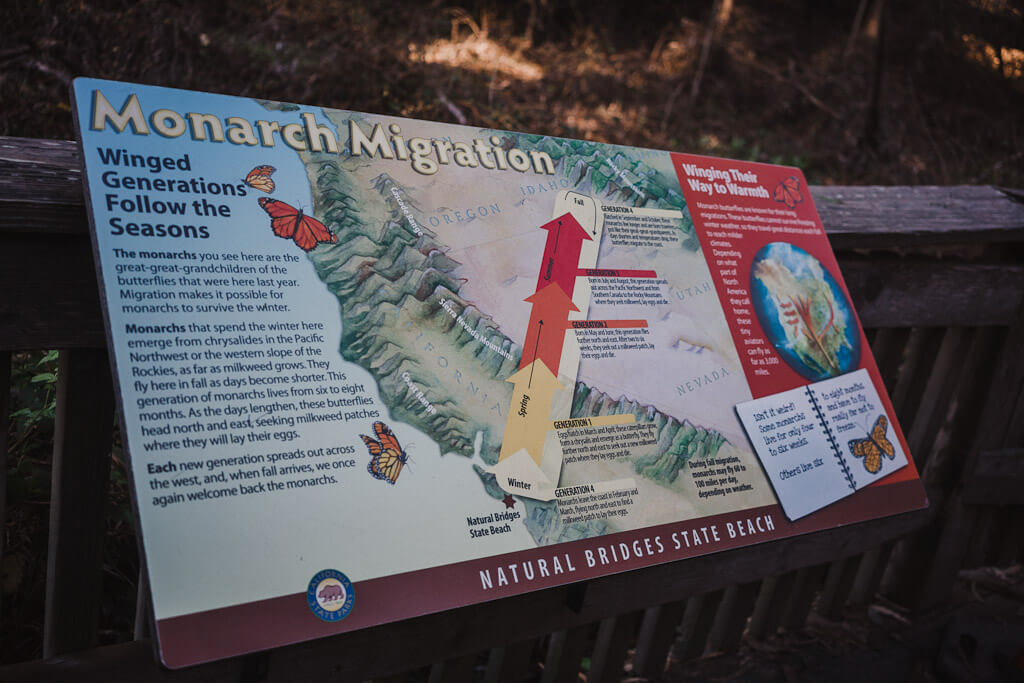 Are Dogs Allowed In Natural Bridges