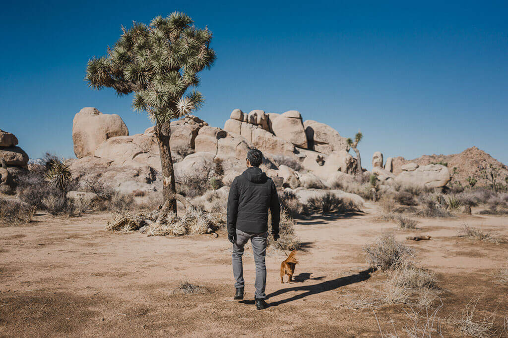 The only dog friendly Joshua Tree guide that you'll ever need!