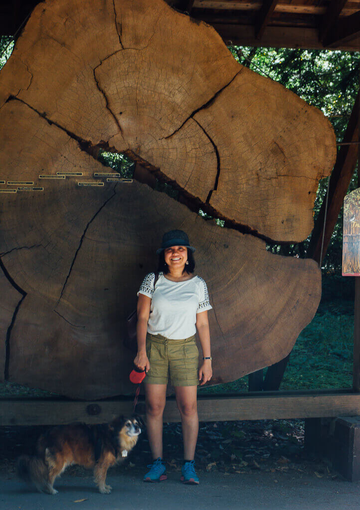 The best dog friendly Redwoods near San Francisco, California