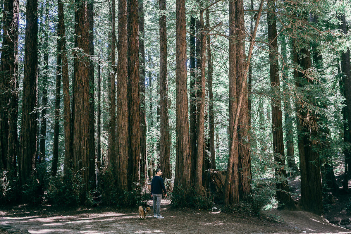The best dog friendly Redwoods near San Francisco, California