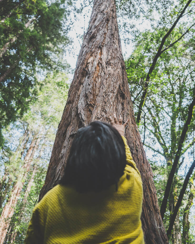 The best dog friendly Redwoods near San Francisco, California