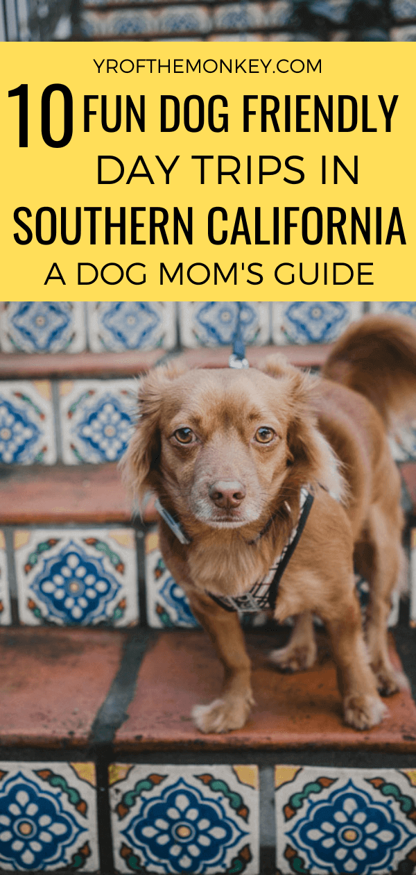 10 delightful dog friendly day trips in southern California
