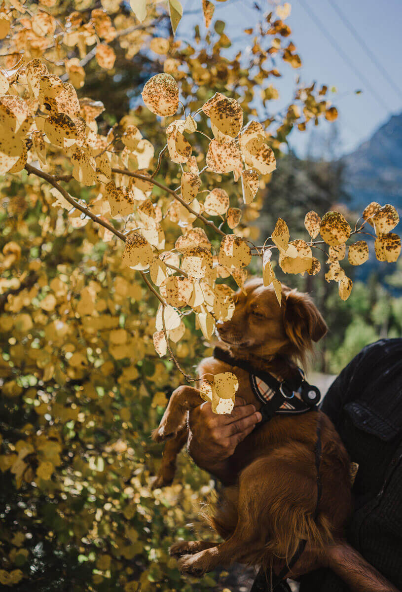 The PERFECT dog friendly Mammoth Lakes guide