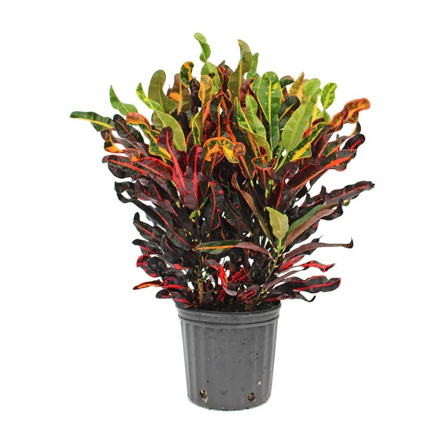 Croton Explore Stunning Varieties of Colorful Foliage Buy Now