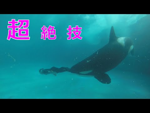 19 34 Mb 鴨川シーワールド２０２０ シャチパフォーマンス６４６ 小松トレーナーさんとラビーをセーフティーゾーンからeos7dで撮ってみた Katy Perry Firework Download Lagu Mp3 Gratis Mp3 Dragon