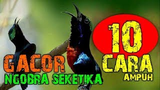 10 Cara Cepat Agar Konin Kolibri Ninja Gacor Seketika Juara Mp3