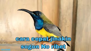 Download Cara Menjinakan Burung Sogok Ontong Liar Dengan Cepat